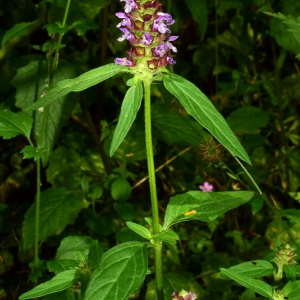 Photographie n°791932 du taxon Prunella vulgaris L. [1753]