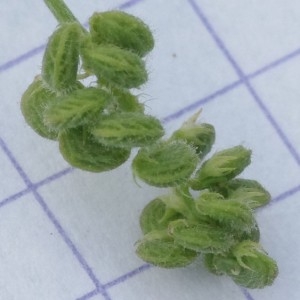 Photographie n°792073 du taxon Medicago lupulina L. [1753]