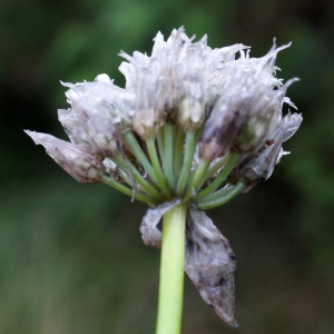 Photographie n°792141 du taxon Allium schoenoprasum L. [1753]