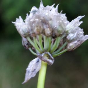 Photographie n°792142 du taxon Allium schoenoprasum L. [1753]