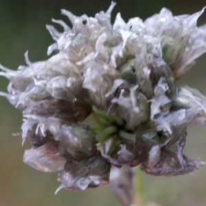 Photographie n°792143 du taxon Allium schoenoprasum L. [1753]