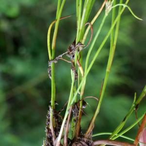 Photographie n°792170 du taxon Juncus bulbosus L. [1753]