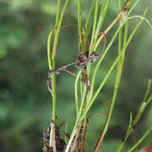 Photographie n°792171 du taxon Juncus bulbosus L. [1753]