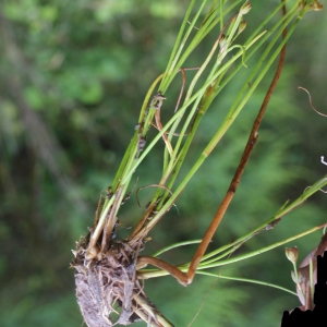 Photographie n°792172 du taxon Juncus bulbosus L. [1753]