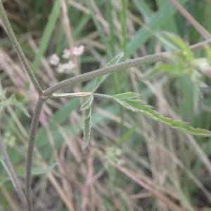 Photographie n°792193 du taxon Torilis arvensis (Huds.) Link [1821]