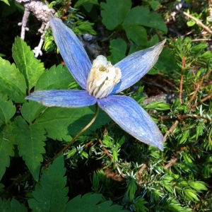 Photographie n°792340 du taxon Clematis alpina (L.) Mill. [1768]