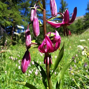 Photographie n°792345 du taxon Lilium martagon L.