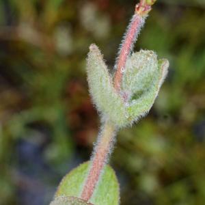 Photographie n°792529 du taxon Hypericum elodes L. [1759]