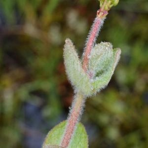 Photographie n°792530 du taxon Hypericum elodes L. [1759]