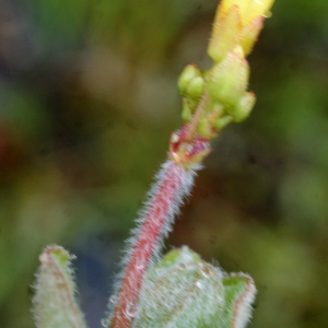 Photographie n°792531 du taxon Hypericum elodes L. [1759]