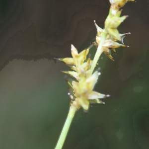 Photographie n°792555 du taxon Carex echinata Murray [1770]