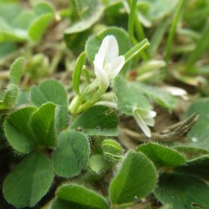 Photographie n°792606 du taxon Trifolium subterraneum L. [1753]