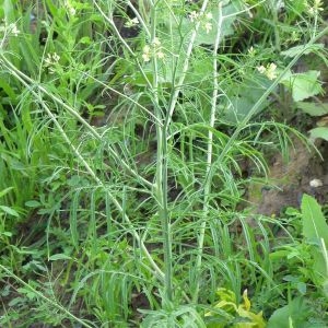 Photographie n°792648 du taxon Sisymbrium altissimum L. [1753]