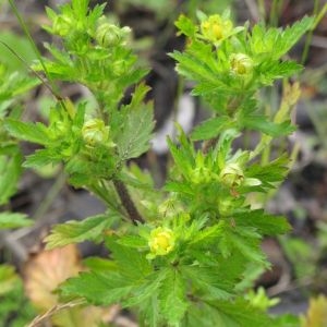 Photographie n°792662 du taxon Potentilla norvegica L. [1753]