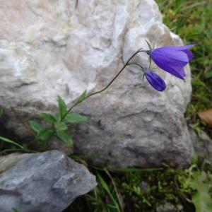 Photographie n°792811 du taxon Campanula precatoria Timb.-Lagr. [1873]