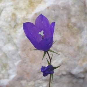 Photographie n°792812 du taxon Campanula precatoria Timb.-Lagr. [1873]