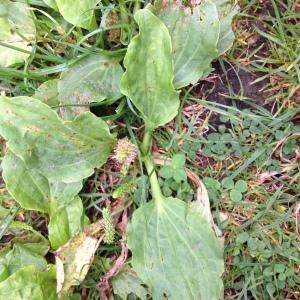 Photographie n°792832 du taxon Plantago major L. [1753]