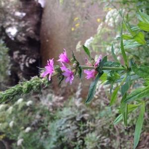 Photographie n°792843 du taxon Lythrum salicaria L. [1753]