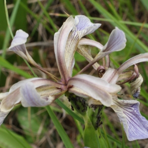 Photographie n°793242 du taxon Iris foetida Gaterau [1789]