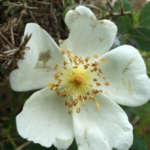 Photographie n°793297 du taxon Rosa pimpinellifolia L. [1759]