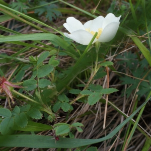 Photographie n°793302 du taxon Rosa pimpinellifolia L. [1759]