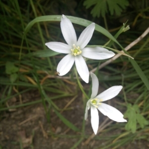 Photographie n°793311 du taxon Ornithogalum L. [1753]