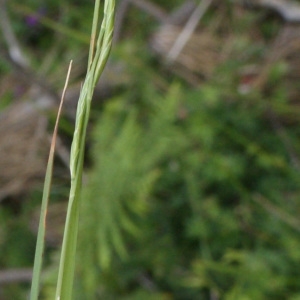 Photographie n°793377 du taxon Brachypodium rupestre (Host) Roem. & Schult. [1817]