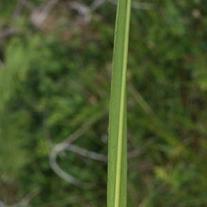 Photographie n°793381 du taxon Brachypodium rupestre (Host) Roem. & Schult. [1817]