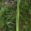  Liliane Roubaudi - Brachypodium rupestre (Host) Roem. & Schult. [1817]