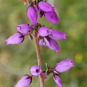 Photographie n°793390 du taxon Erica cinerea L. [1753]