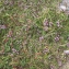  Liliane Roubaudi - Thymus praecox subsp. arcticus (Durand) Jalás [1970]