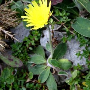 Photographie n°793470 du taxon Pilosella officinarum Vaill. [1754]