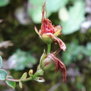 Photographie n°793526 du taxon Hypericum nummularium L. [1753]