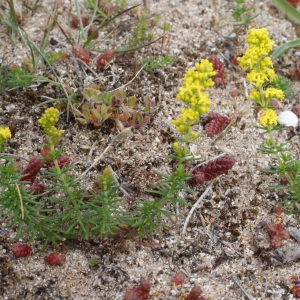 Photographie n°793810 du taxon Galium verum var. littorale Bréb. [1859]