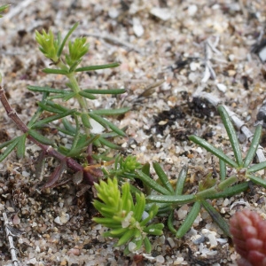 Galium verum subsp. verum f. maritimum (DC.) B.Bock