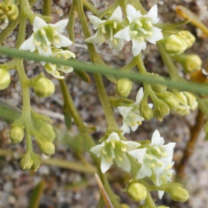 Photographie n°793823 du taxon Thesium humifusum DC. [1815]