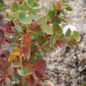 Photographie n°793862 du taxon Euphorbia segetalis subsp. portlandica (L.) Litard. [1936]
