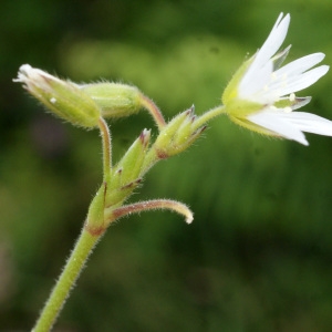 Photographie n°793896 du taxon Cerastium fontanum Baumg. [1816]