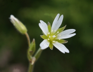Liliane Roubaudi, le 19 juin 2016 (Erquy)
