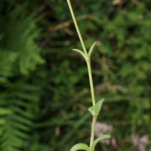 Photographie n°793898 du taxon Cerastium fontanum Baumg. [1816]