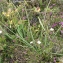  Liliane Roubaudi - Pseudarrhenatherum longifolium (Thore) Rouy [1922]