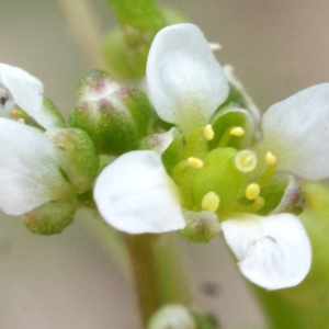 Cochlearia danica proles stenocarpa Rouy & Foucaud (Cochléaire du Danemark)