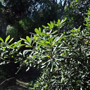 Photographie n°794848 du taxon Pittosporum tobira (Thunb.) W.T.Aiton [1811]