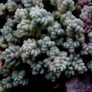 Photographie n°795172 du taxon Sedum dasyphyllum var. dasyphyllum 