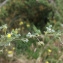  Liliane Roubaudi - Medicago italica (Mill.) Fiori [1921]