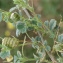  Liliane Roubaudi - Medicago italica (Mill.) Fiori [1921]