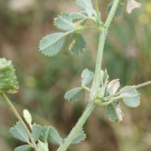  - Medicago italica (Mill.) Fiori [1921]