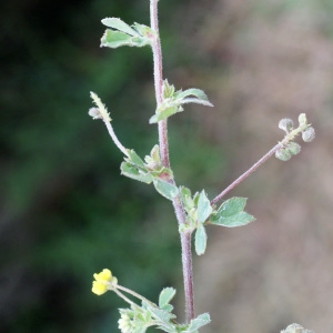 Photographie n°795724 du taxon Medicago lupulina L. [1753]