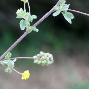 Photographie n°795728 du taxon Medicago lupulina L. [1753]