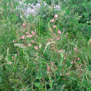 Photographie n°795879 du taxon Silene dioica var. zetlandica (Compton) Kerguélen [1998]